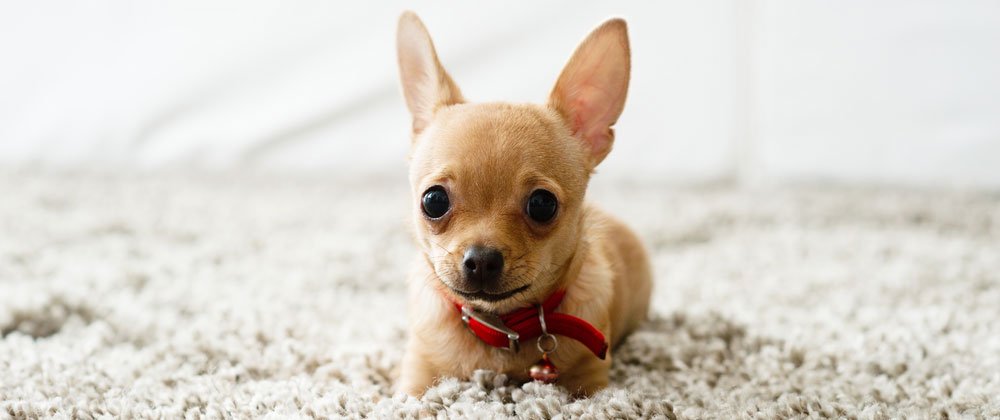 Small dog resting on a clean rug